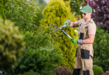 How Tree Care Services Improve Property Safety and Curb Appeal