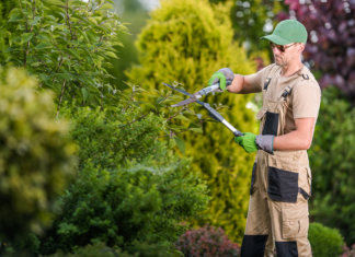 How Tree Care Services Improve Property Safety and Curb Appeal